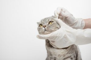 Мастоцитома у кошек: все, что вам нужно знать