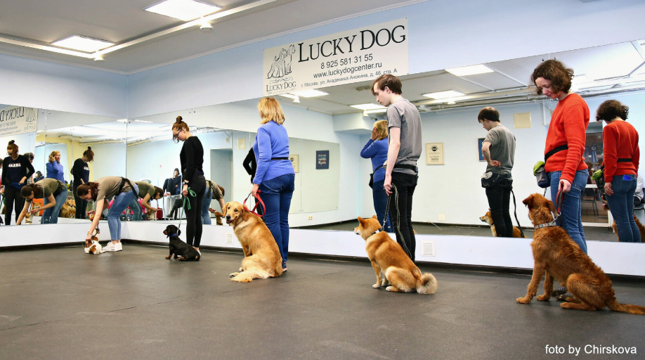 Особенности дрессировки собак: основные аспекты успешного обучения