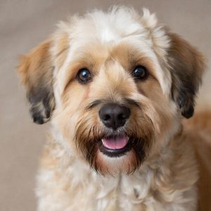 Инфекционный стационар для собак: забота о здоровье питомцев